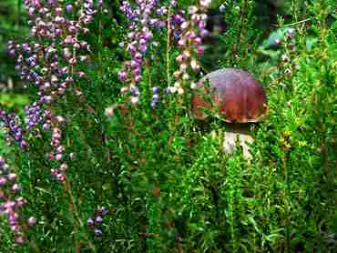  Image name: 260 Porcino.jpg 
 width: 370 pixel 
 height: 278 pixel 
 Size: 15141 bytes 
 Click to enlarge 